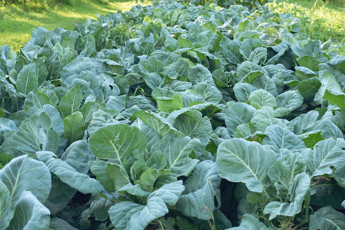 Georgia Collards (Southern Seeds – or Walking Collards) Collard Greens Brassica Oleracea Acephala Vegetable – photo 5