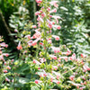 30 CORAL NYMPH SALVIA Coccinea Hummingbird Sage Flower Seeds