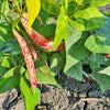 25 DWARF HORTICULTURE BEAN Taylor Long French Phaseolus Vulgaris Vegetable Seeds