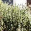 30 ORANGE THYME Orangelo Thymus Vulgaris Fragrantissimus Culinary Herb Seeds