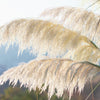 200 WHITE PAMPAS GRASS Cortaderia Selloana Ornamental Flower Seeds