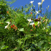 Cypress Vine Mix Seeds – Ipomoea Quamoclit Convolvulus Hummingbird Star Morning Glory Cardinal Creeper Flower – photo 11