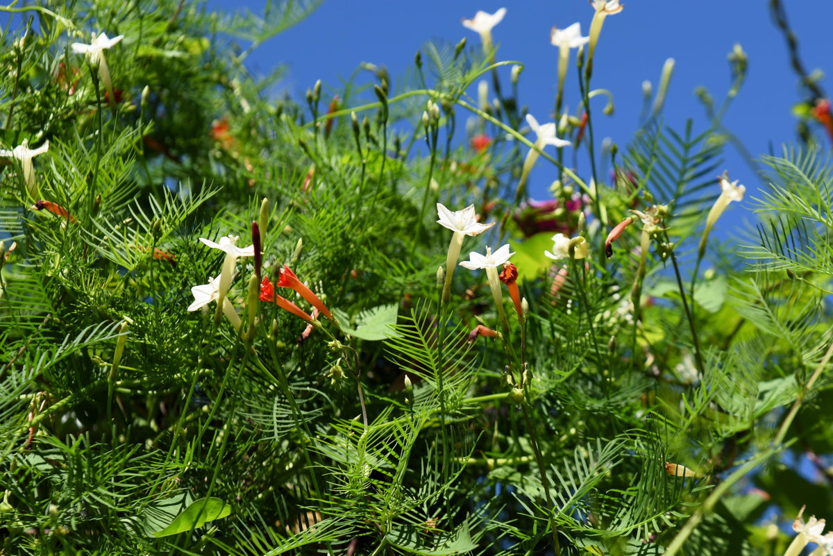 Cypress Vine Mix Seeds – Ipomoea Quamoclit Convolvulus Hummingbird Star Morning Glory Cardinal Creeper Flower – photo 11