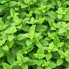 1500 LEMON BALM Melissa Officinalis Lemonbalm Fragrant Herb / Flower Seeds
