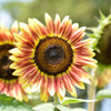 Autumn Beauty Sunflower Seeds – Helianthus Annuus Flower – photo 2