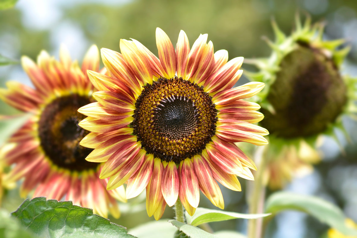 Autumn Beauty Sunflower Seeds – Helianthus Annuus Flower – photo 2