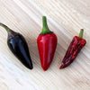 25 BLACK HUNGARIAN PEPPER Capsicum Annuum Mildly Hot Vegetable Seeds