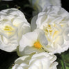 10 MIXED DOUBLE BEGONIA Tuberosa Tuberous Begonia Red Pink White Yellow Orange Shade Flower Seeds