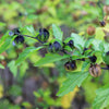 100 APPLE OF PERU Shoofly Plant Nicandra Physalodes Violet Blue Flower Seeds