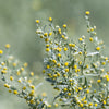 500 ABSINTHE WORMWOOD Common Artemisia Absinthium Green Ginger Herb Flower Seeds