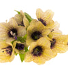 200 Black HENBANE Nightshade Hyoscyamus Niger Flower Seeds