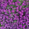 Easter Bonnet Alyssum Seeds – Lobularia Maritima Bright Purple Flower – photo 6