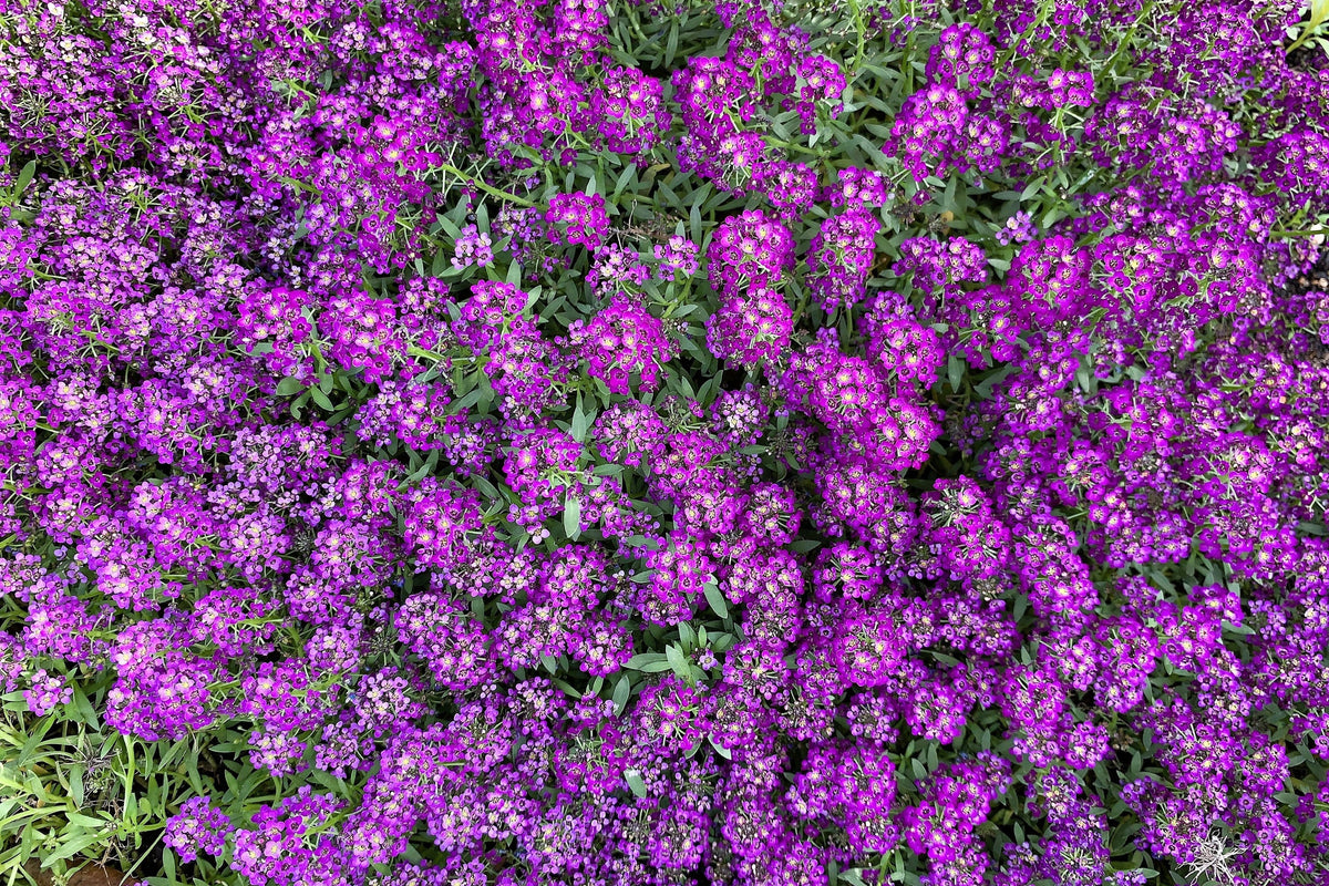 Easter Bonnet Alyssum Seeds – Lobularia Maritima Bright Purple Flower – photo 6