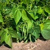 Slenderette Green Bean Seeds – French Stringless Phaseolus Vulgaris Vegetable – photo 3