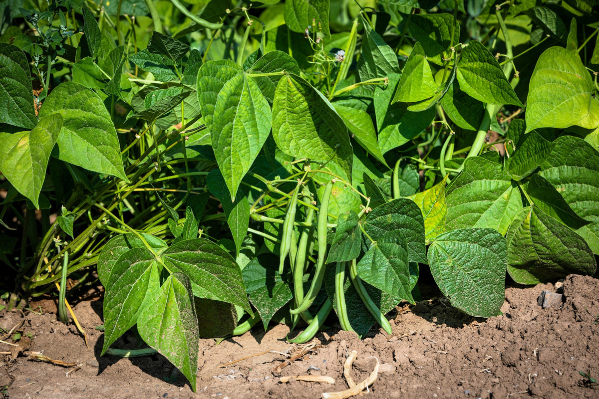 Slenderette Green Bean Seeds – French Stringless Phaseolus Vulgaris Vegetable – photo 3