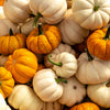 20 MINI MIX PUMPKIN Miniature Cucurbita Pepo White Green Orange Striped Vegetable Seeds
