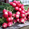 500 SPARKLER WHITE Tip RADISH Sweet European Red Raphanus Sativus Vegetable Seed
