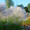 10 SILVER MAIDEN GRASS Miscanthus Sinensis Japanese Pampas Perennial Flower Seeds