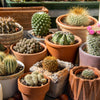 50 CACTUS MIX 'Finest Mixed' Succulent Flower Plant Seeds