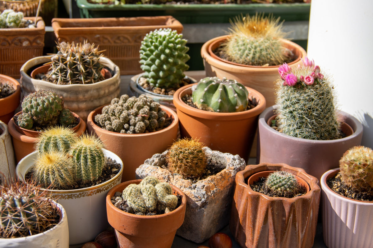 50 CACTUS MIX 'Finest Mixed' Succulent Flower Plant Seeds