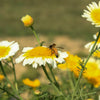 1000 GARLAND CROWN DAISY Chrysanthemum Coronarium Glebionis Flower Seeds