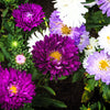 Powder Puff Aster Seeds – Mix Callistephus Chinensis Flower – photo 8
