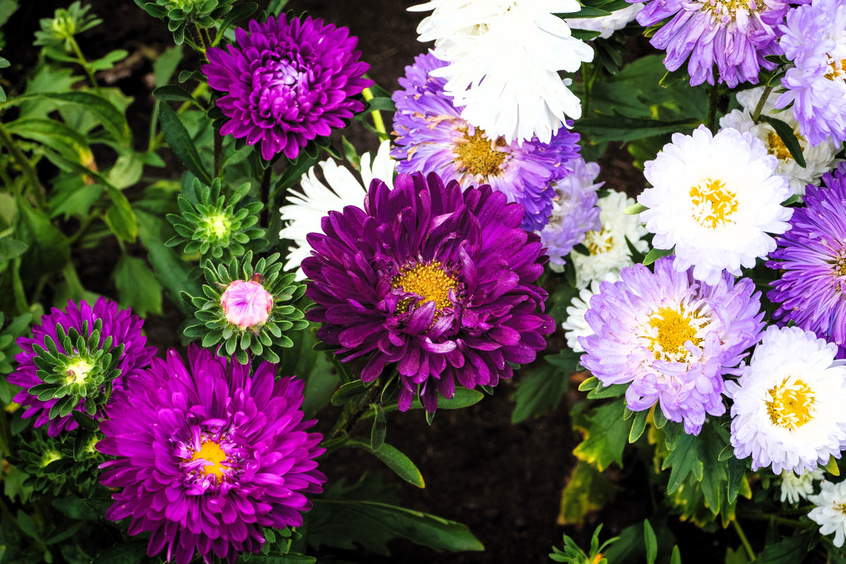 Powder Puff Aster Seeds – Mix Callistephus Chinensis Flower – photo 8
