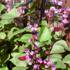 Ruby Moon Hyacinth Bean Seeds – Lablab Purpureus Blue Purple White Flower Ornamental Vine – photo 7