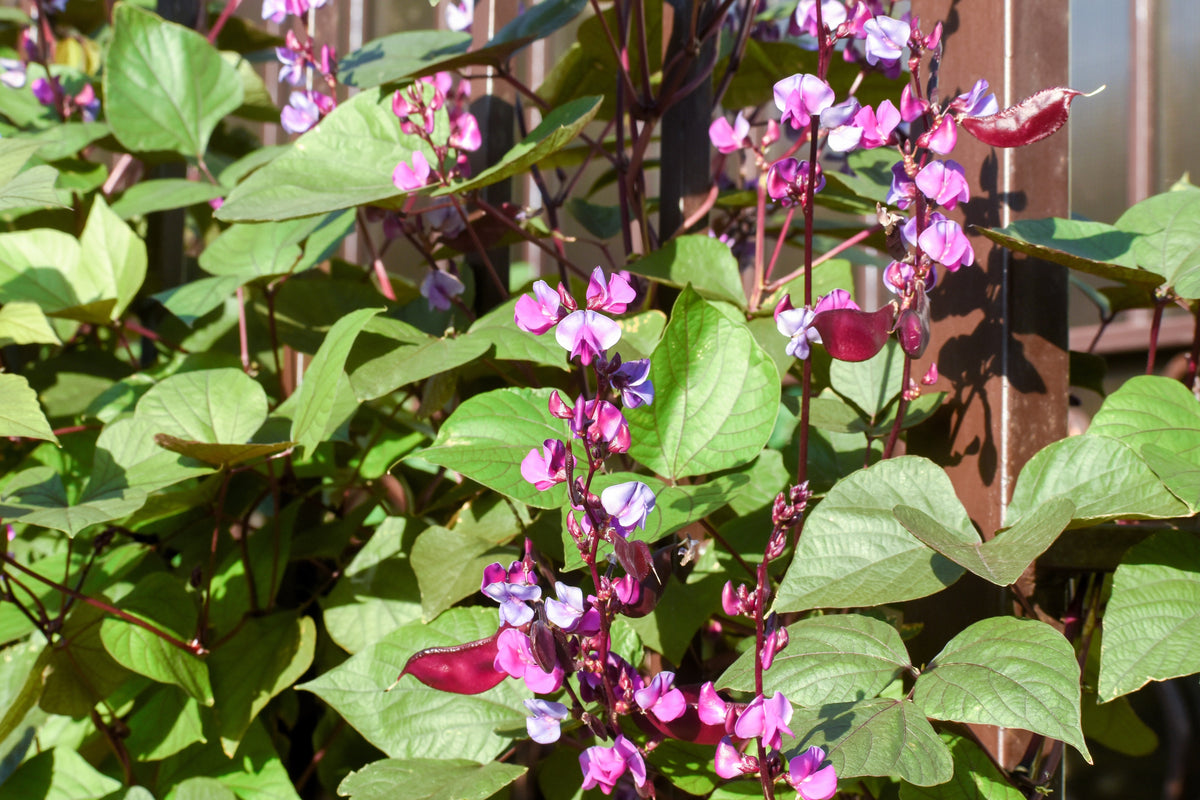Ruby Moon Hyacinth Bean Seeds – Lablab Purpureus Blue Purple White Flower Ornamental Vine – photo 7