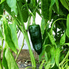 50 ANCHO POBLANO PEPPER Chili Pepper Capsicum Annuum Vegetable Seeds