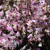 25 HUSKER RED PENSTEMON Digitalis Foxglove Beardtongue White Flower Seeds