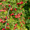 English Hawthorn Tree Seeds – Edible Fruit Flower Mayflower Crataegus Laevigata – photo 11