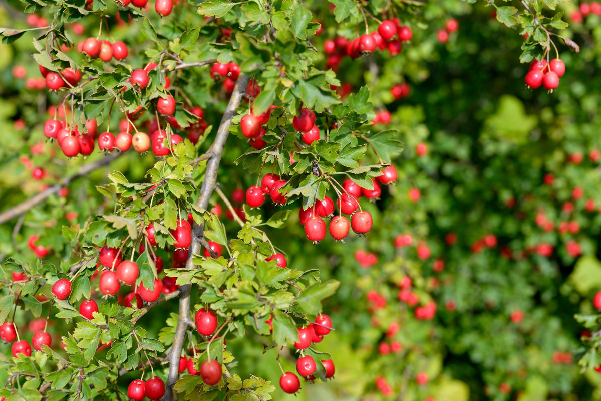 English Hawthorn Tree Seeds – Edible Fruit Flower Mayflower Crataegus Laevigata – photo 11