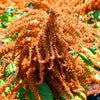 100 Organic HOT BISCUITS AMARANTHUS Cruentus Coppery Bronze Plumes Flower Seeds
