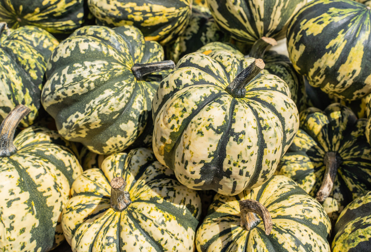 Heart Of Gold Acorn Squash Winter Cucurbita Pepo Vegetable Seeds