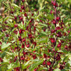50 ROSELLE HIBISCUS Sabdariffa Rosella Fruit White & Red Flower Seeds