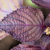 Purple Shiso