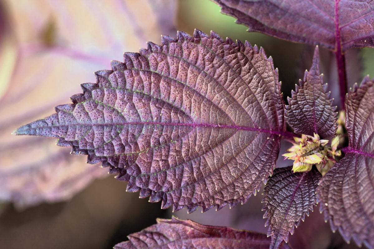 Purple Shiso