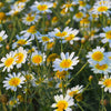 1000 GARLAND CROWN DAISY Chrysanthemum Coronarium Glebionis Flower Seeds