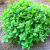 1000 HEIRLOOM CATNIP Nepeta Cataria Herb Flower Seeds