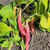25 DWARF HORTICULTURE BEAN Taylor Long French Phaseolus Vulgaris Vegetable Seeds