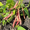 25 DWARF HORTICULTURE BEAN Taylor Long French Phaseolus Vulgaris Vegetable Seeds