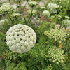 200 BISHOPS FLOWER Ammi Majus False Queen Annes Lace Seeds