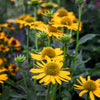 50 OZARK GOLD CONEFLOWER Echinacea Paradoxa Yellow Bush's Coneflower Flower Seeds