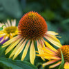 50 OZARK GOLD CONEFLOWER Echinacea Paradoxa Yellow Bush's Coneflower Flower Seeds