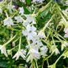 Jasmine Aztec Nicotiana Seeds – (Ornamental Flowering Tobacco) Nicotiana Alata Flower – photo 6