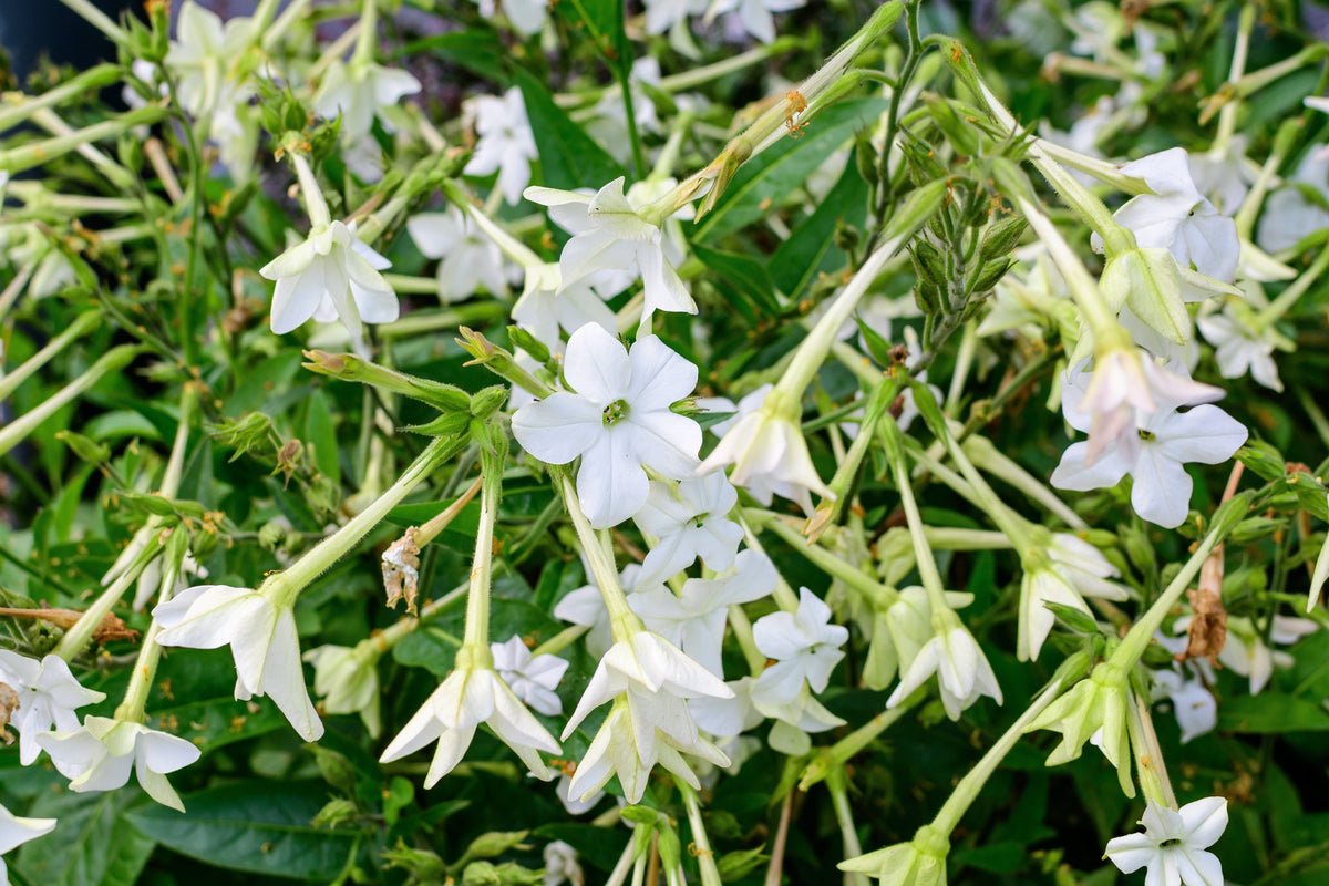 Jasmine Aztec Nicotiana Seeds – (Ornamental Flowering Tobacco) Nicotiana Alata Flower – photo 6