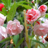 100 Mixed Colors DOUBLE CAMELLIA IMPATIENS (Balsam / Lady Slipper / Touch Me Not) Impatiens Balsamina Flower Seeds