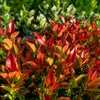 15 DWARF SACRED BAMBOO Heavenly Nandina Domestica Nana Pink Red Sun Shade Shrub Seeds