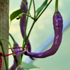 50 PURPLE CAYENNE PEPPER Hot Capsicum Annuum Vegetable Seeds